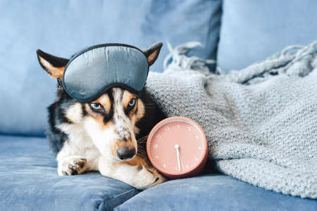 The Science Behind Pet Comfort: What Makes a Bed Cozy?