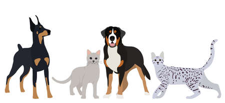 Customizing Exercise Routines by Breed and Age