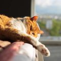 Signs That Your Cat Isn’t Sleeping Well (And What to Do About It)
