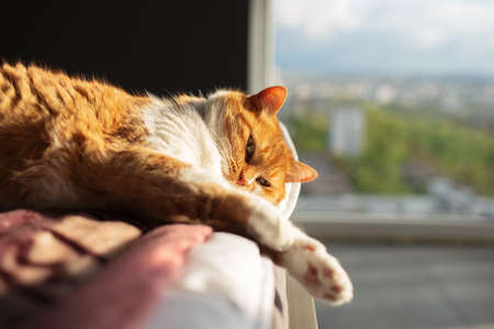 Signs That Your Cat Isn’t Sleeping Well (And What to Do About It)