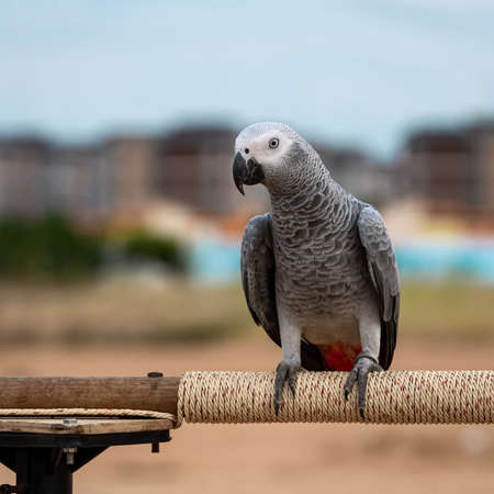 How to Help Your Aging Bird Stay Healthy and Active