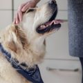Daily Care Routine for a Pet with a Chronic Illness