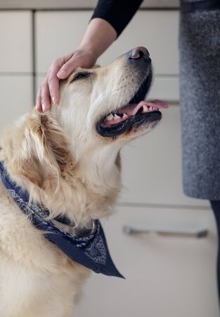 Daily Care Routine for a Pet with a Chronic Illness