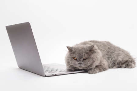 Recognizing and Managing Chronic Ear Infections in Dogs and Cats