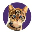 How to Socialize a Shy or Fearful Cat