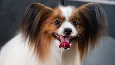How Toys and Enrichment Help with Pet Behavioral Issues