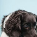 Pet Travel Essentials: Must-Have Items for Your Next Trip