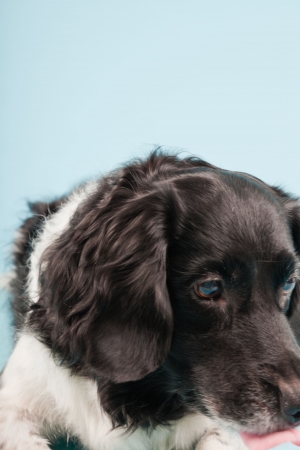 Pet Travel Essentials: Must-Have Items for Your Next Trip