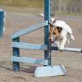 Exercise and Weight Management: Keeping Your Dog Fit and Healthy