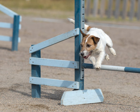 Exercise and Weight Management: Keeping Your Dog Fit and Healthy