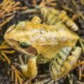 Feeding Exotic Amphibians: What Frogs, Salamanders, and Axolotls Need to Thrive