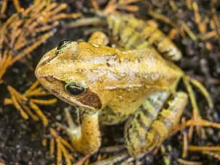 Feeding Exotic Amphibians: What Frogs, Salamanders, and Axolotls Need to Thrive