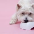 Best Practices for Cleaning and Maintaining Small Pet Habitats