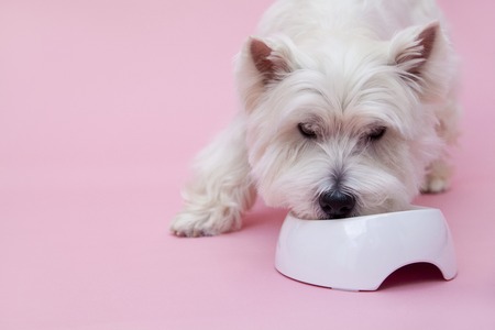Best Practices for Cleaning and Maintaining Small Pet Habitats