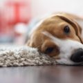 The Impact of High-Protein Diets on Your Cat’s Health