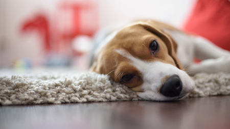 The Impact of High-Protein Diets on Your Cat’s Health
