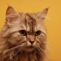 How to Help Your Cat Maintain a Healthy Weight