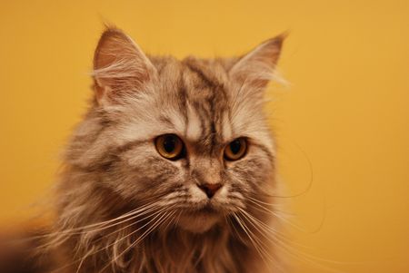 How to Help Your Cat Maintain a Healthy Weight