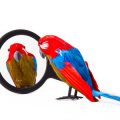 Understanding Bird Food Labels: How to Choose the Best Commercial Feed