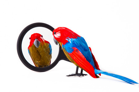 Understanding Bird Food Labels: How to Choose the Best Commercial Feed