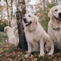 Introducing a New Dog to Your Home: Managing First Meetings and Transitions