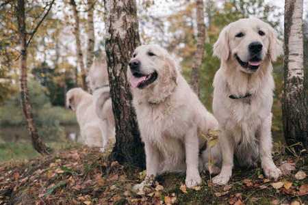 Introducing a New Dog to Your Home: Managing First Meetings and Transitions