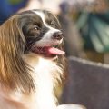 How to Train Your Dog to Walk on a Leash Without Pulling