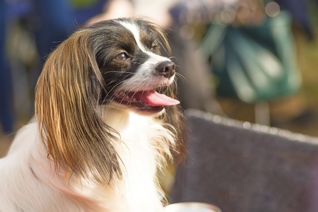 How to Train Your Dog to Walk on a Leash Without Pulling