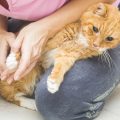 Digestive Blockages in Exotic Pets: Causes, Symptoms, and Emergency Care