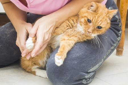 Digestive Blockages in Exotic Pets: Causes, Symptoms, and Emergency Care