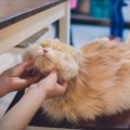 The Role of Regular Veterinary Check-Ups in Chronic Disease Management
