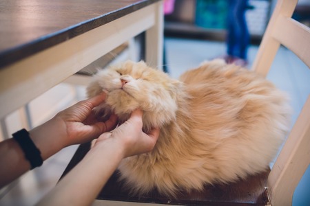 The Role of Regular Veterinary Check-Ups in Chronic Disease Management