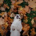 Seizures in Pets: Understanding Causes and Managing Emergency Situations