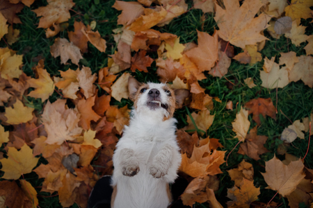 Seizures in Pets: Understanding Causes and Managing Emergency Situations