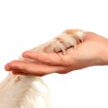 Clicker Training for Dogs: A Step-by-Step Guide for Beginners