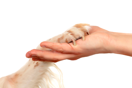 Clicker Training for Dogs: A Step-by-Step Guide for Beginners