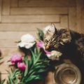 Are Vegan and Vegetarian Diets Safe for Dogs and Cats?