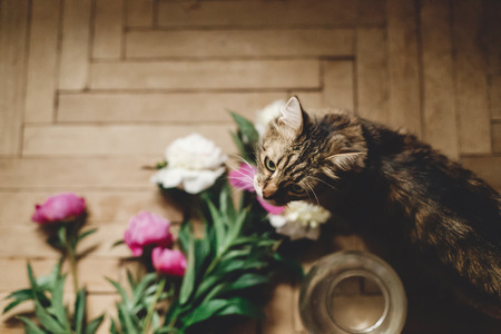 Are Vegan and Vegetarian Diets Safe for Dogs and Cats?