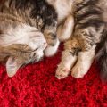 Why Your Cat Might Smell Bad and What You Can Do About It