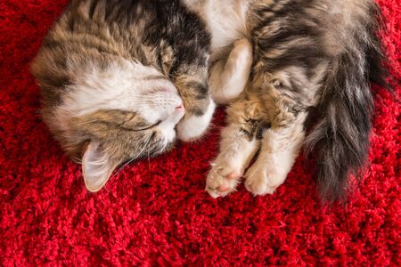 Why Your Cat Might Smell Bad and What You Can Do About It