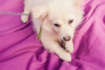 How to Prevent Your Pet from Destroying Their Bed
