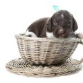 The Benefits of Weighted Blankets and Calming Beds for Anxious Dogs