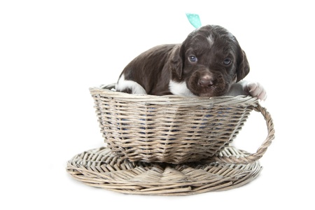 The Benefits of Weighted Blankets and Calming Beds for Anxious Dogs