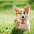 Teaching Your Dog Basic Commands: Sit, Stay, Come, and More
