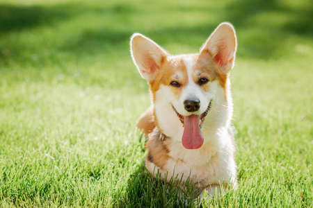 Teaching Your Dog Basic Commands: Sit, Stay, Come, and More