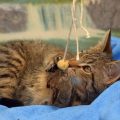 The Importance of Hydration: How to Encourage Your Cat to Drink More Water