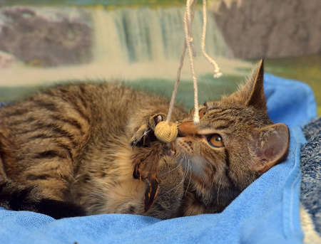 The Importance of Hydration: How to Encourage Your Cat to Drink More Water