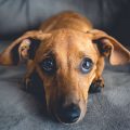 Pet Beds for Small Breeds vs. Large Breeds: Key Differences