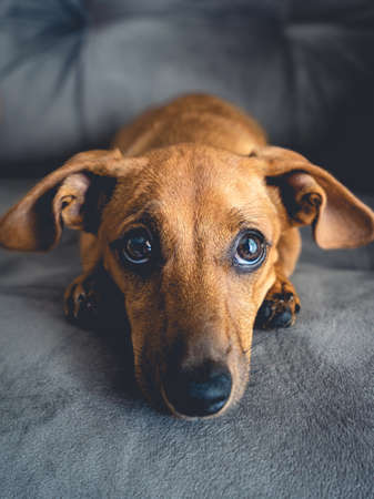 Pet Beds for Small Breeds vs. Large Breeds: Key Differences