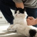 Best Treats for Small Pets: What’s Safe, Healthy, and Beneficial